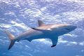   Nemo silk shark who despite imperfect fin grew become leader group. Jardines de la reyna Cuba July 2009. Taken Nikon D90 group 2009  